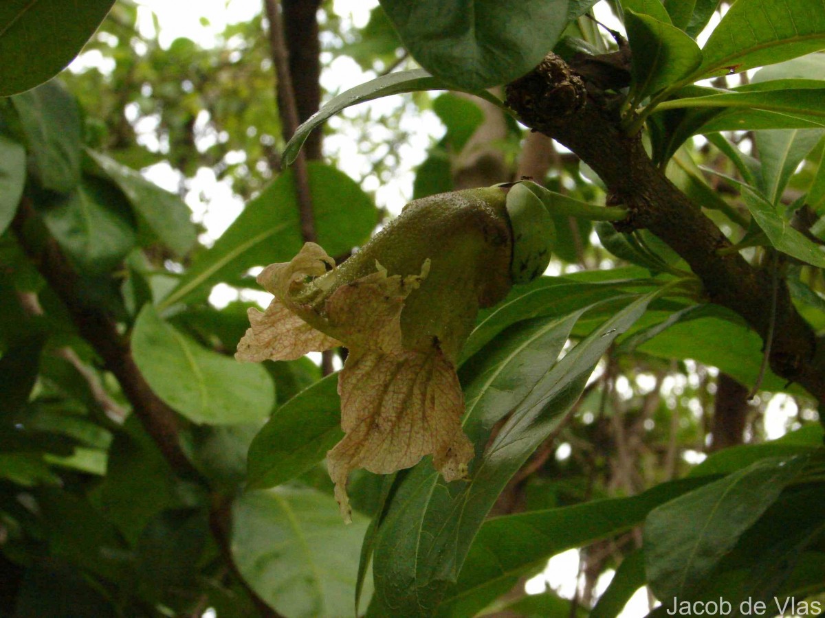 Crescentia cujete L.